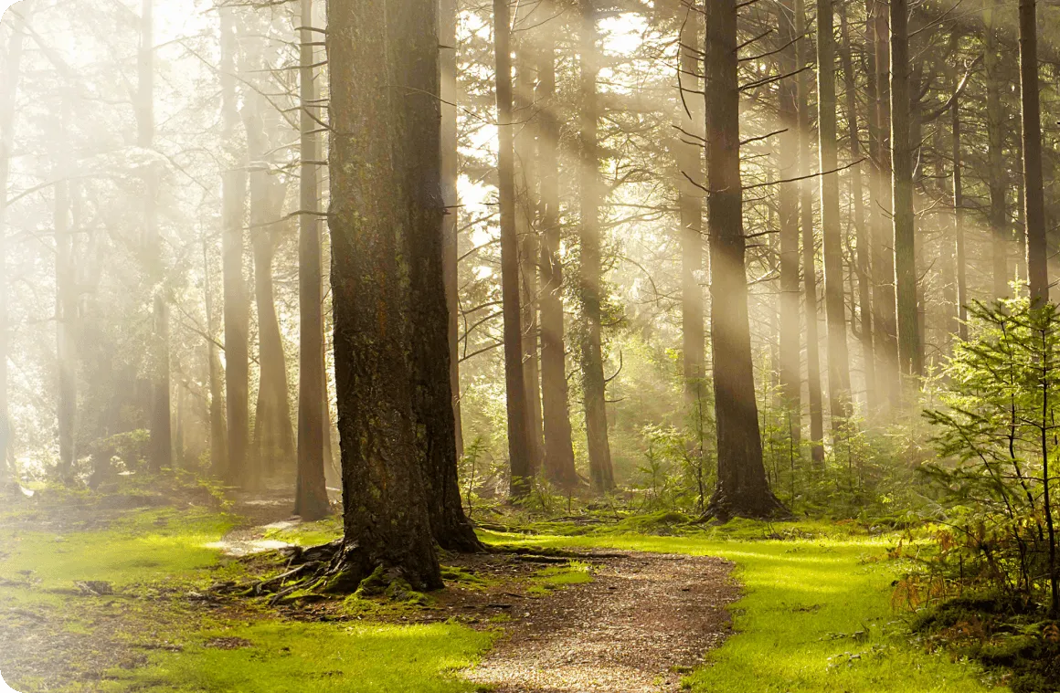 forest with tall trees